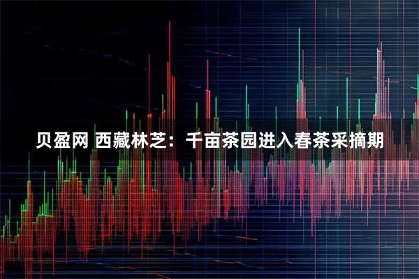 贝盈网 西藏林芝：千亩茶园进入春茶采摘期